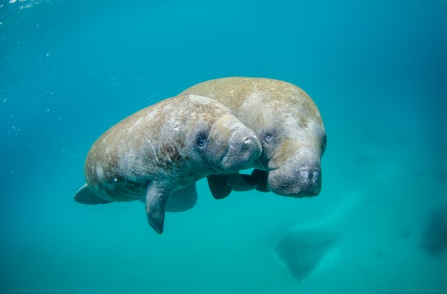 two manatees under water